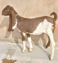 bakra