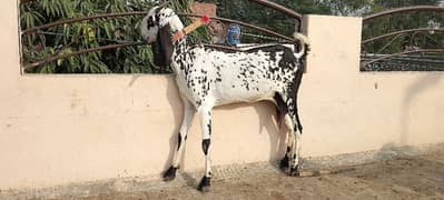 Desi bakri with 2 female kids for sale Whatsapp 03214070384