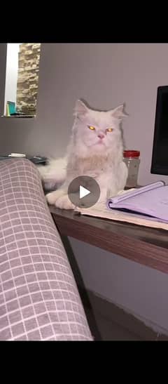 8 month Persian cat white