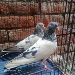 aseel kabootar. . full breeder pair hai.