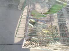 2 parats For sale + Cage