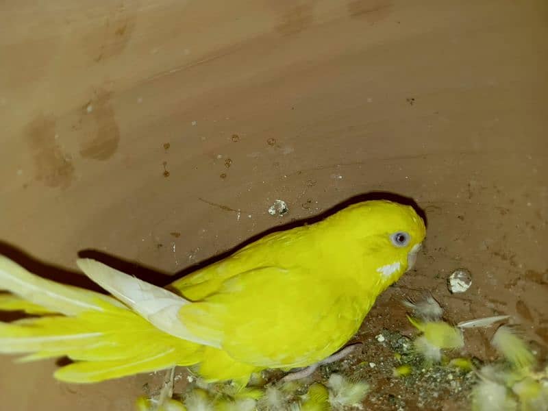 2 breeder pairs king size red eyes and 1 breeder pair hogoromo  budgie 1