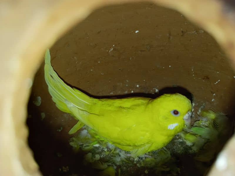 2 breeder pairs king size red eyes and 1 breeder pair hogoromo  budgie 2