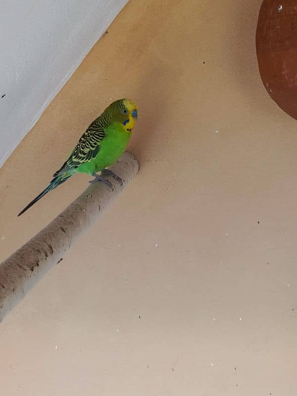 2 breeder pairs king size red eyes and 1 breeder pair hogoromo  budgie 3