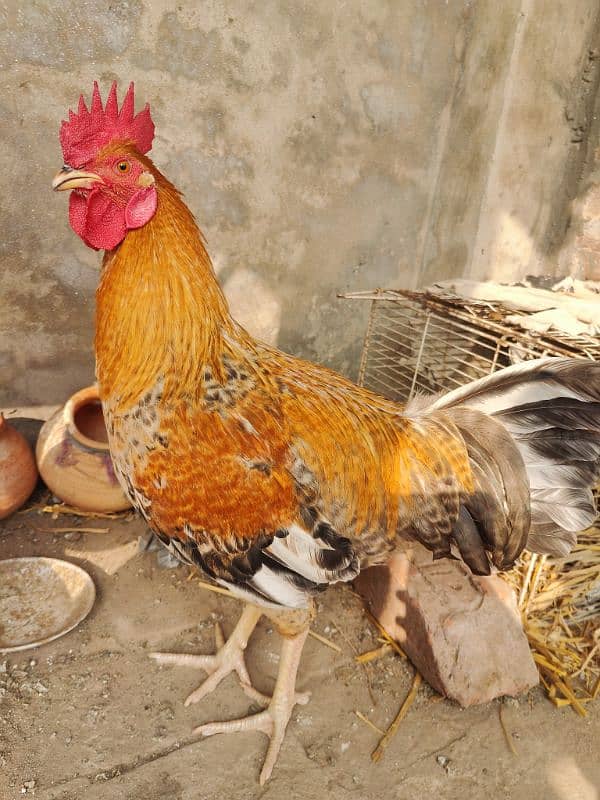 fresh pair heavy desi murga and murgi for sale 3