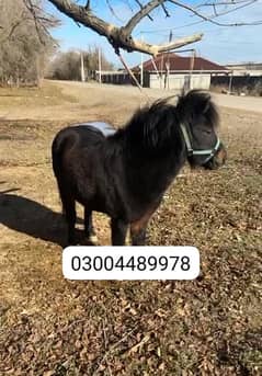 Miniature/Pony horses available for booking