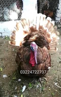 Red bourbon turkey male breeder