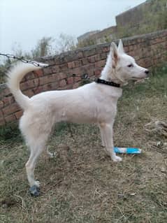 Russion dogs pair for sale security trained 03197466703