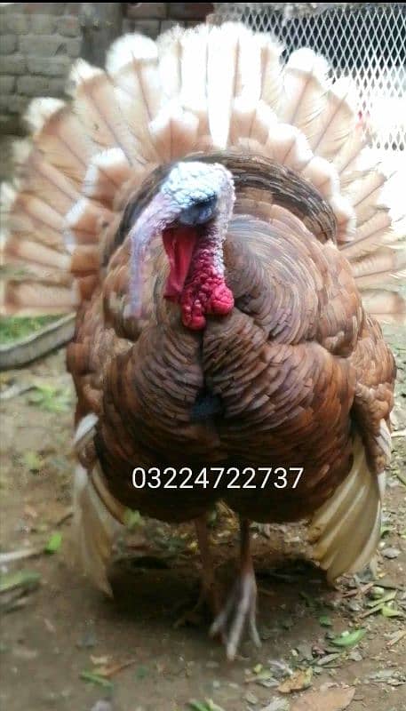 Red bourbon turkey male breeder 1