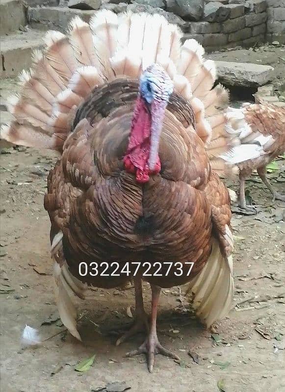 Red bourbon turkey male breeder 2