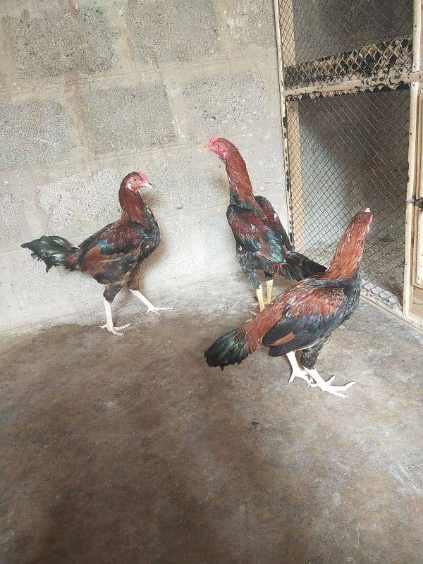 aseel murgha hens 1