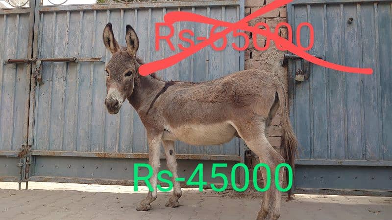 Gadha for sale 0