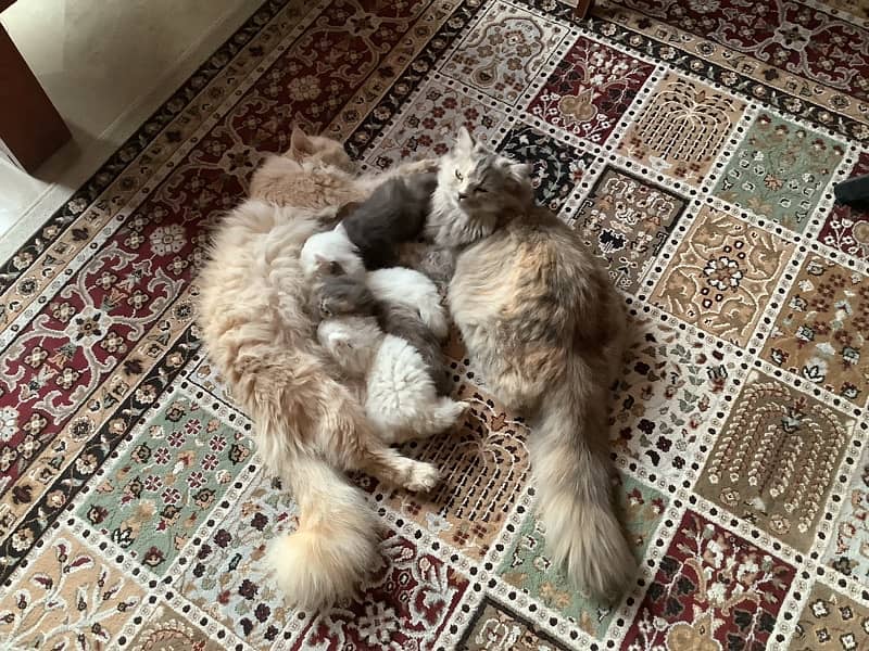 Persian kittens 0