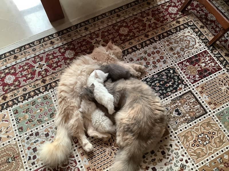 Persian kittens 2