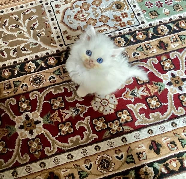 Persian kittens 3