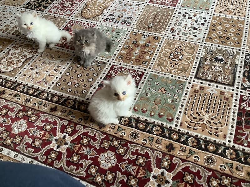 Persian kittens 4