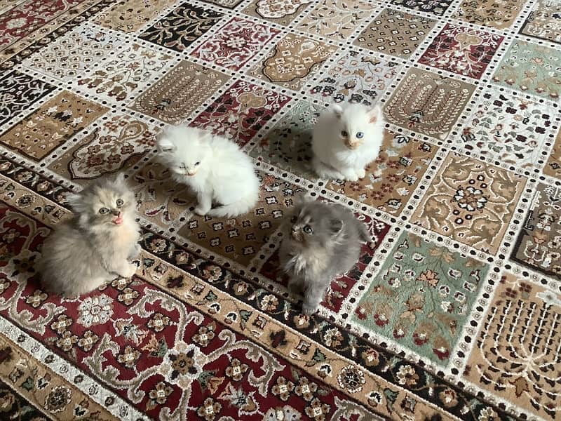 Persian kittens 5