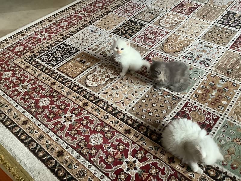 Persian kittens 7