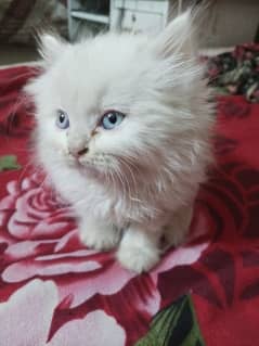 Persian Kitten For Sale