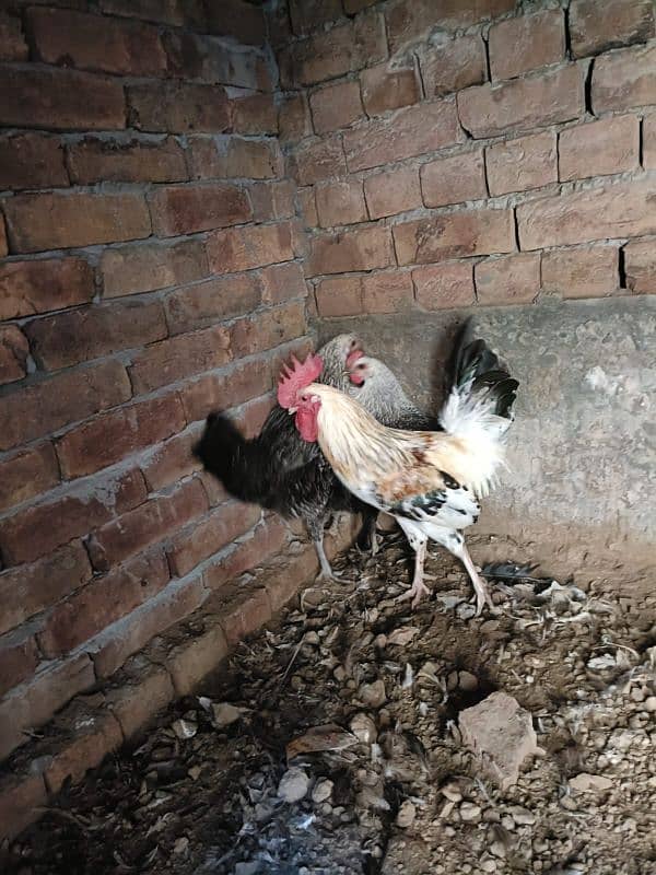 PRICE FINLA HA EGGS LAYING HENS FOR SALE IN VERY RESPONSIBLE PRICE 0