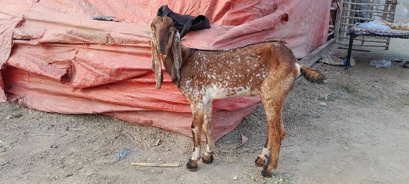 breeder bacha , makhi cheena bakra 0