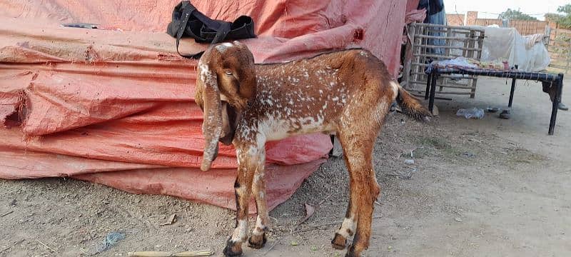 breeder bacha , makhi cheena bakra 1