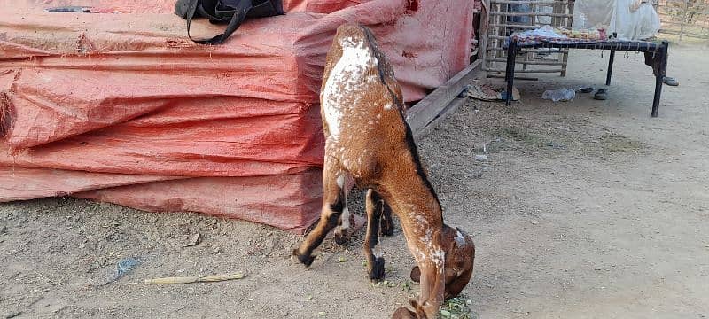 breeder bacha , makhi cheena bakra 2