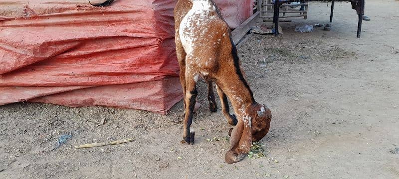 breeder bacha , makhi cheena bakra 3