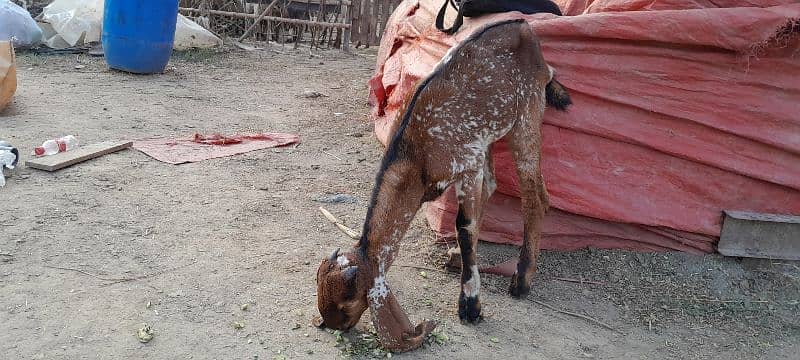 breeder bacha , makhi cheena bakra 4