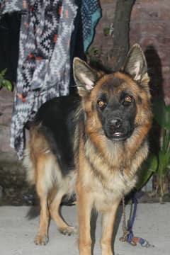 German shepherd female for sale