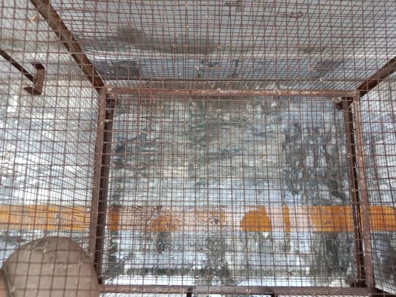 "Peogen 5ft Cage - Used, In Great Condition, No Damage" 5