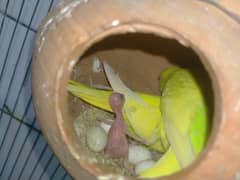 budgies breader pair