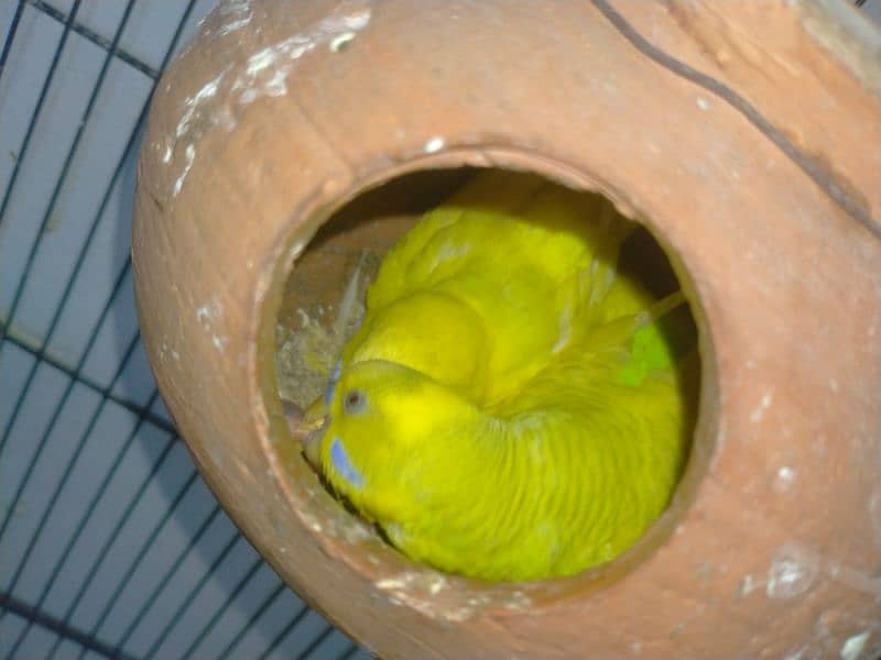 budgies breader pair 1