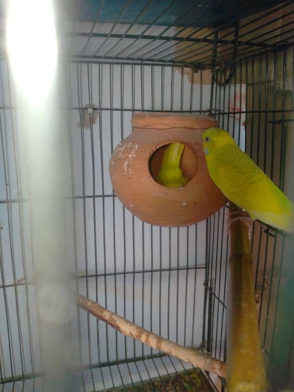 budgies breader pair 3