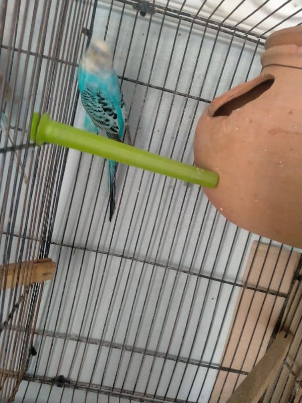 budgies breader pair 6