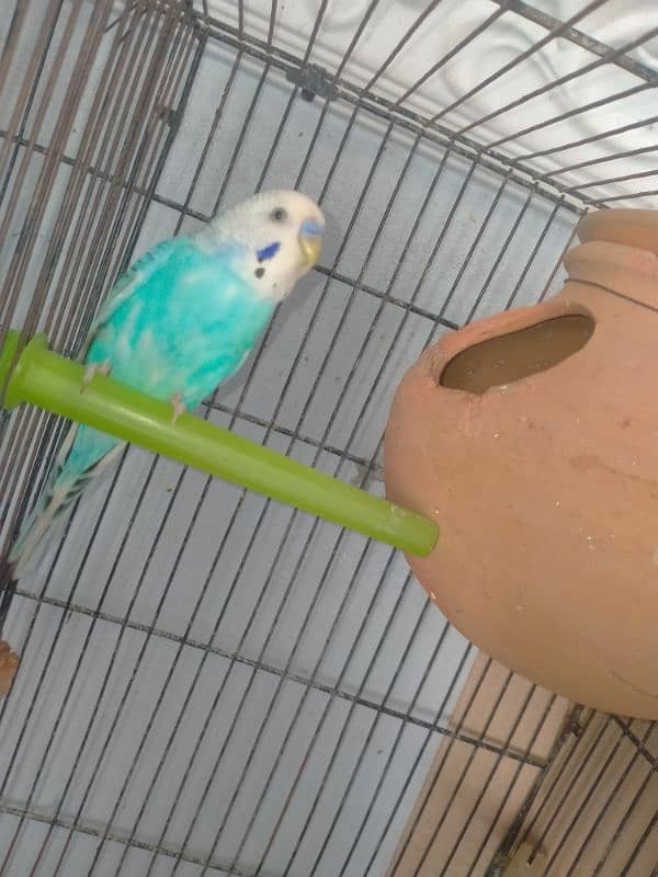 budgies breader pair 7