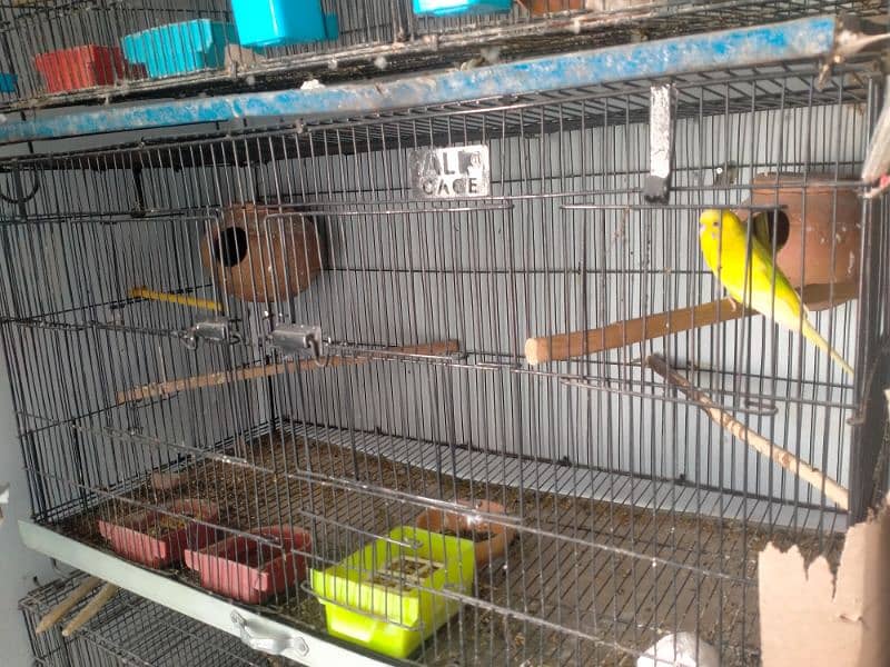 budgies breader pair 8