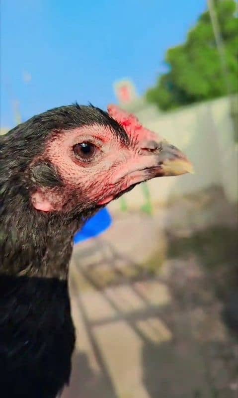 Pure Thai Madi Black Eyes Hen/murgi 0