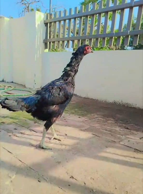 Pure Thai Madi Black Eyes Hen/murgi 1