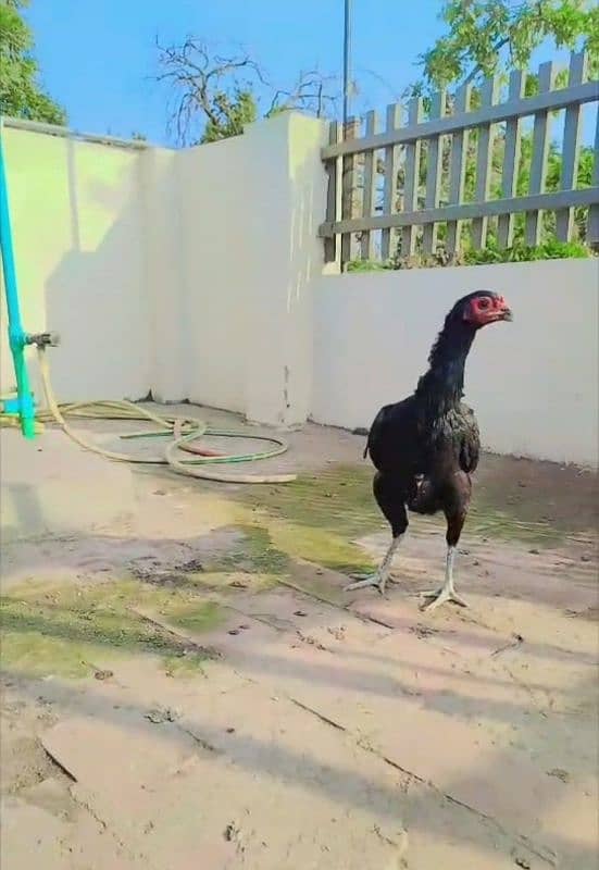 Pure Thai Madi Black Eyes Hen/murgi 3