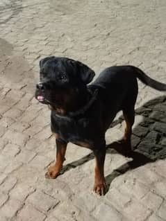 Rottweiler Male Dog