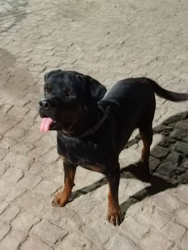 Rottweiler Male Dog 1