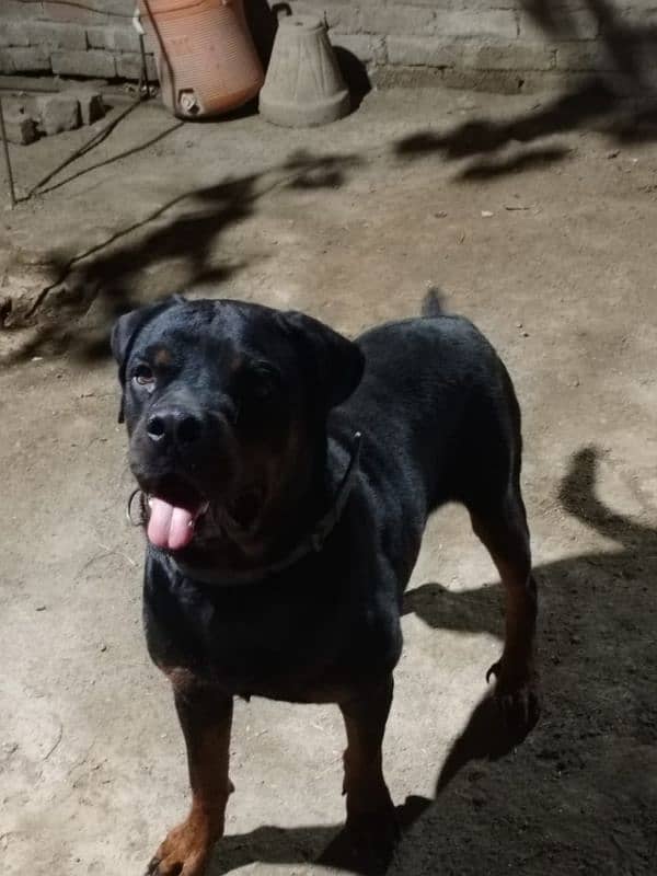 Rottweiler Male Dog 2