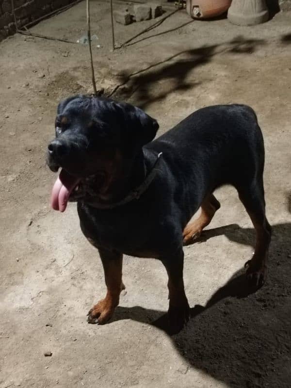 Rottweiler Male Dog 3