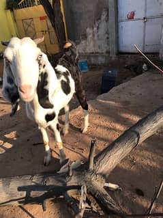 Bakri with female bachi for sale