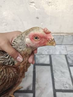 pure parrot beak aseel female hen urgent sale