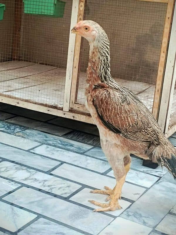 pure parrot beak  hen urgent sale 3