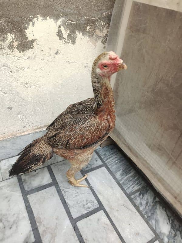 pure parrot beak  hen urgent sale 4