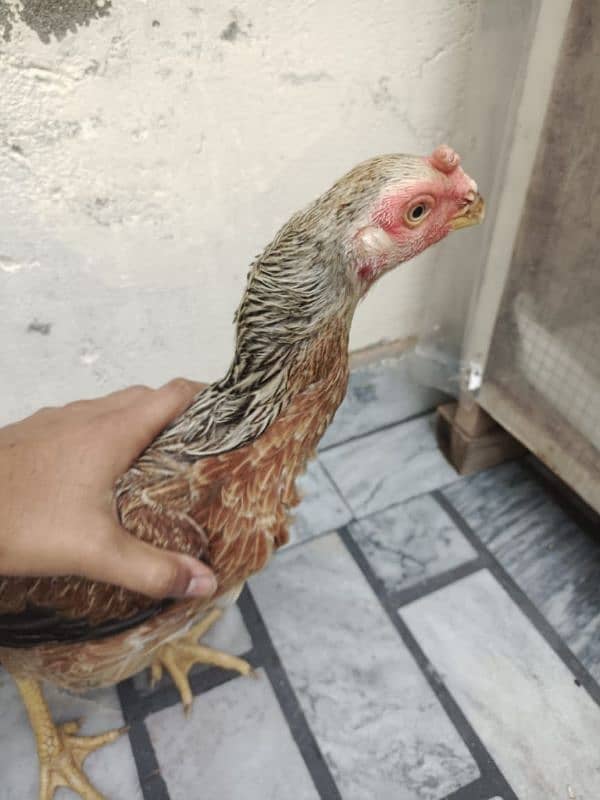 pure parrot beak  hen urgent sale 5