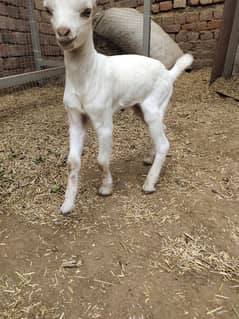 White Taddi/Barbari Goat Babies Available, White Eyes, Supreme Quality